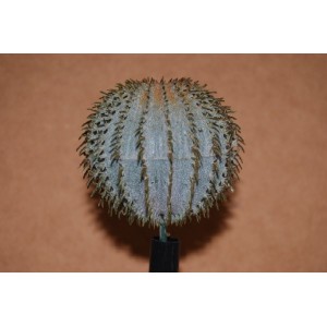Barrel Cactus Small 45mm